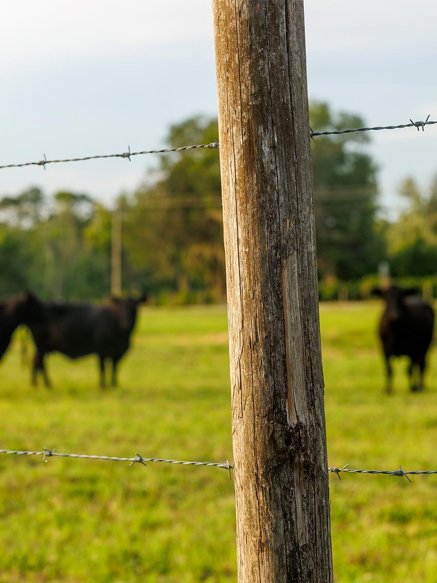 Barbed wire fence with wooden post enclosing pasture with grazing cattle