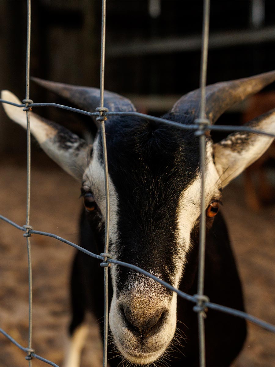 Goat looking through wire farm fence at agritourism property