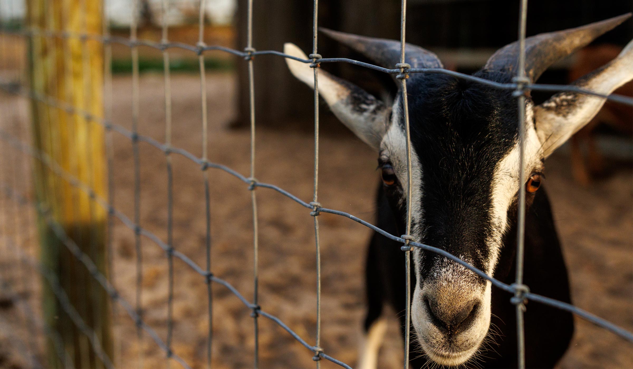 Goat looking through wire farm fence at agritourism property