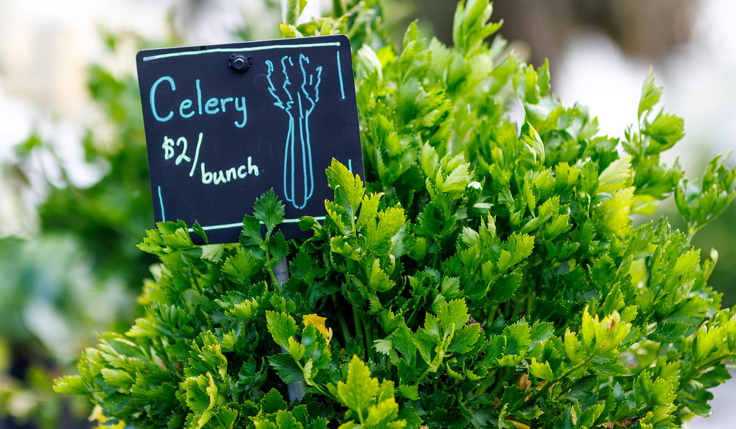 Fresh green celery bunches