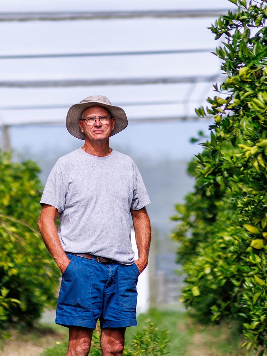 Citrus grower standing between rows of orange trees under protective CUPS structure