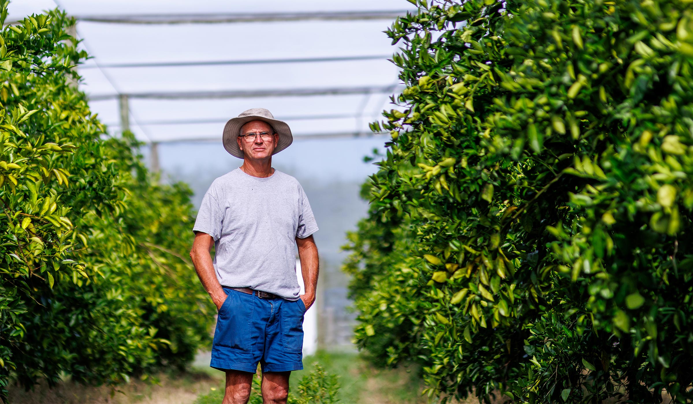 Citrus grower standing between rows of orange trees under protective CUPS structure