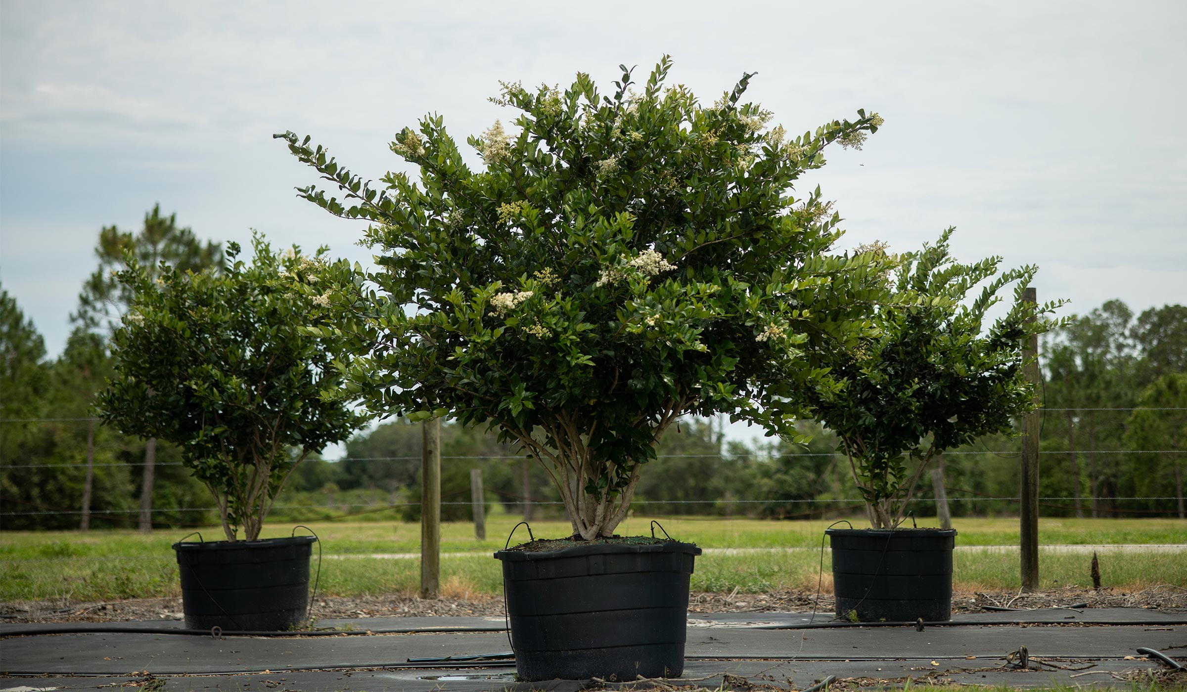 Three mature nursery trees growing in large pots on a tree farm — healthy growth supported by Pierson Supply products