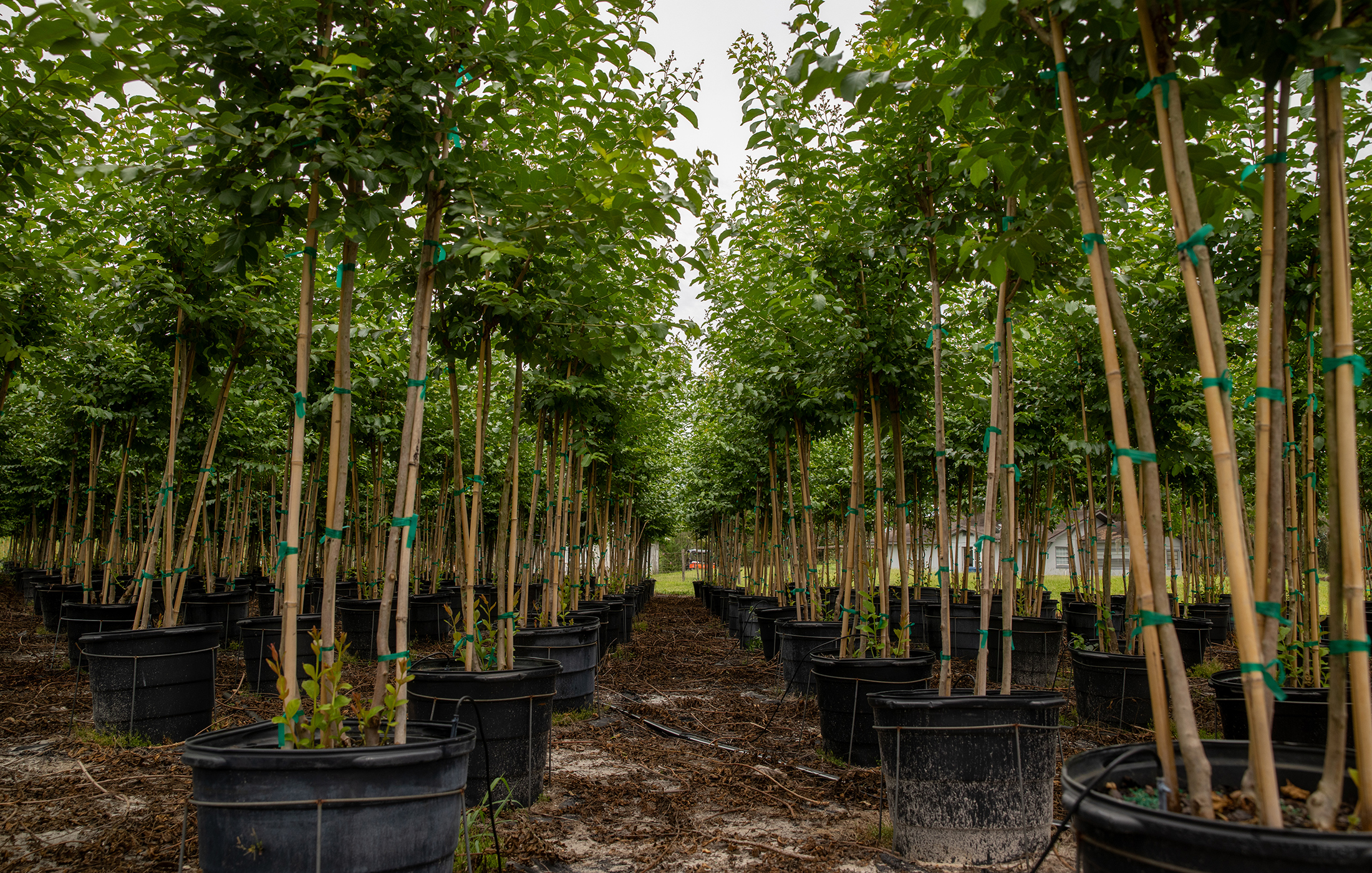 tree farm rows with young trees growing in pots — supported by Pierson Supply products and trellis systems