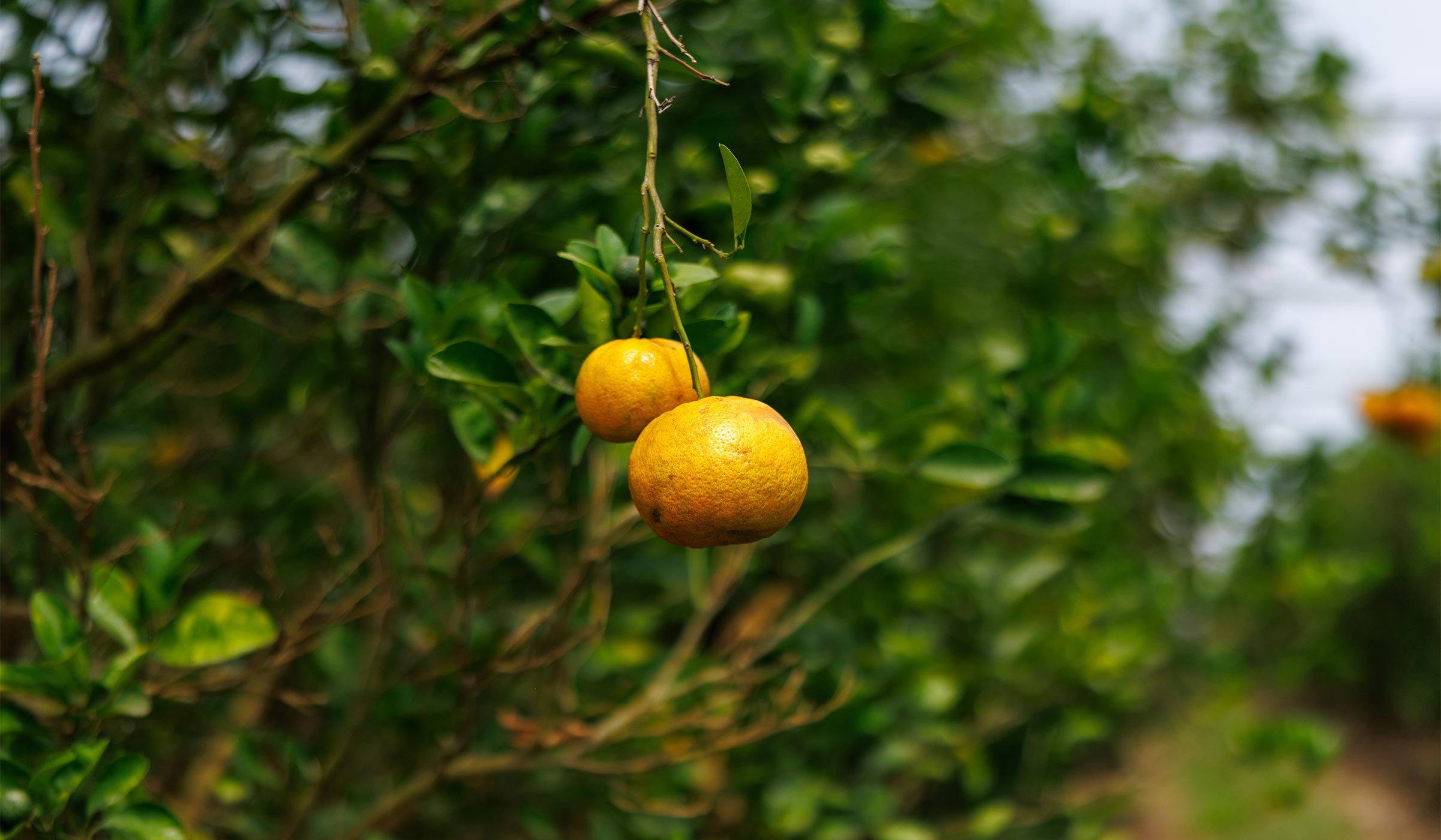 Close-up of ripe citrus fruit hanging on a branch in a sunny grove