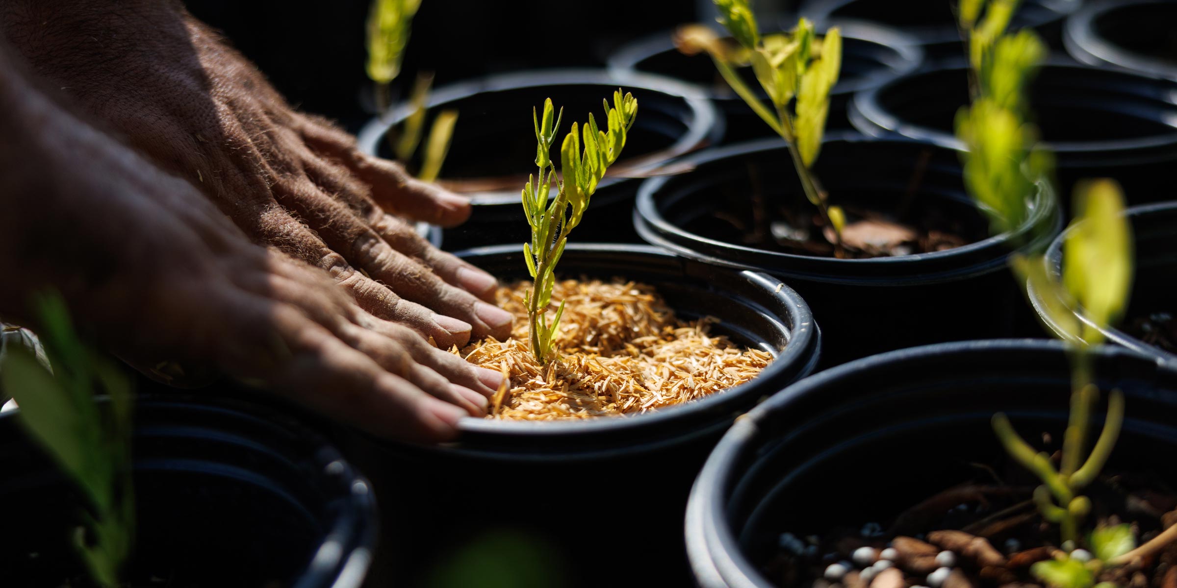Hands planting a young seedling in nursery pot