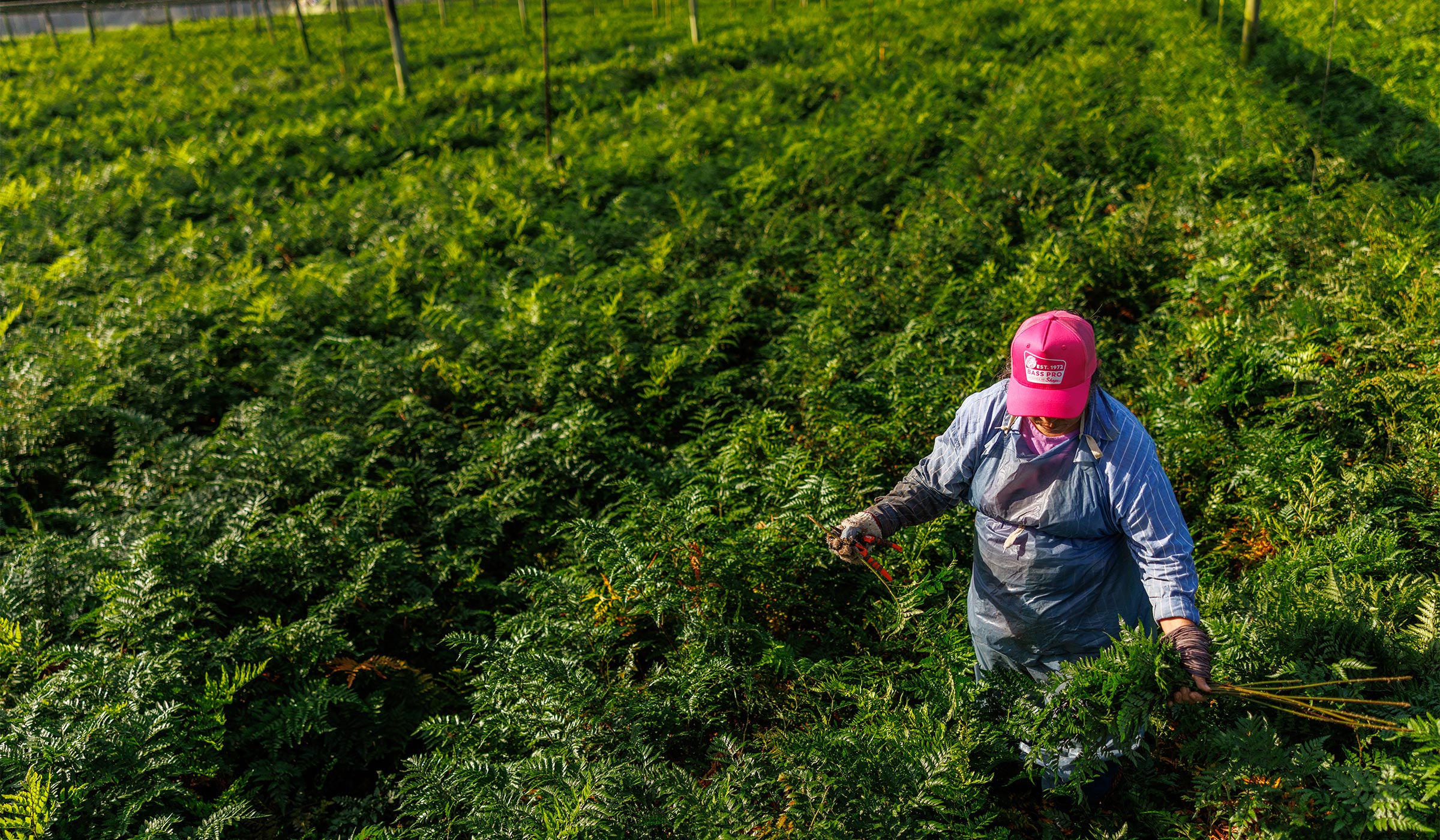 Worker harvesting fresh ferns in a lush cut foliage field