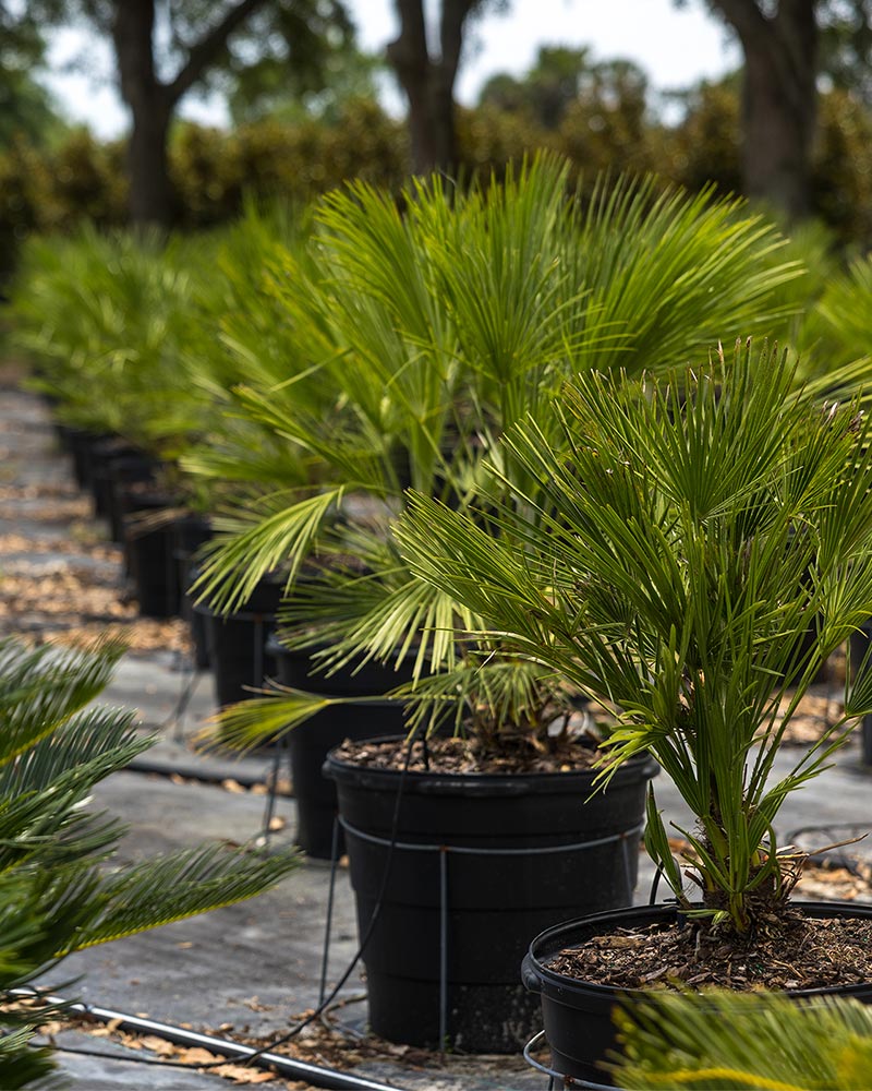 Rows of potted nursery plants
