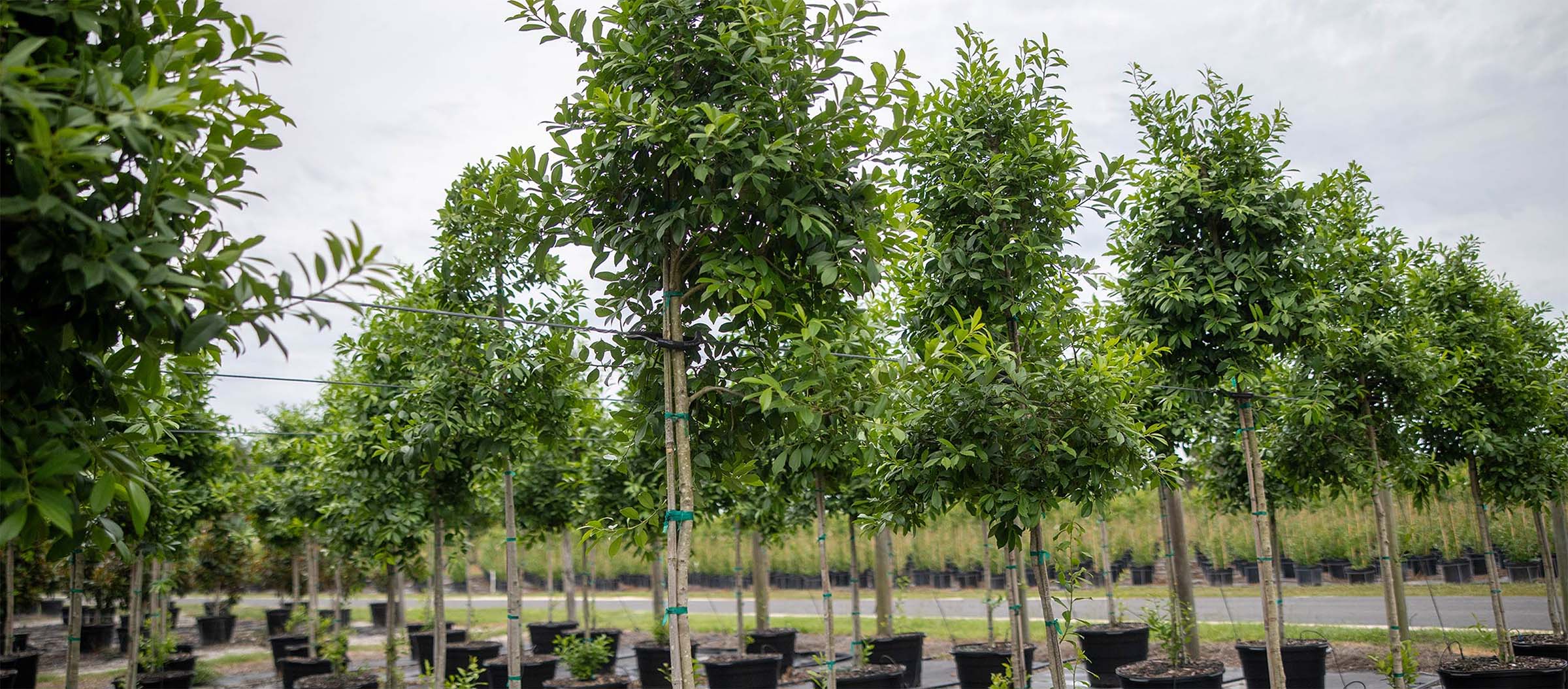 Rows of young trees supported by EZ Tree Wrap trellis system — Pierson Supply providing durable tree support solutions
