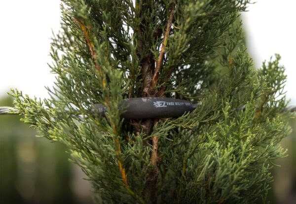 EZ Tree Wrap supporting a young tree