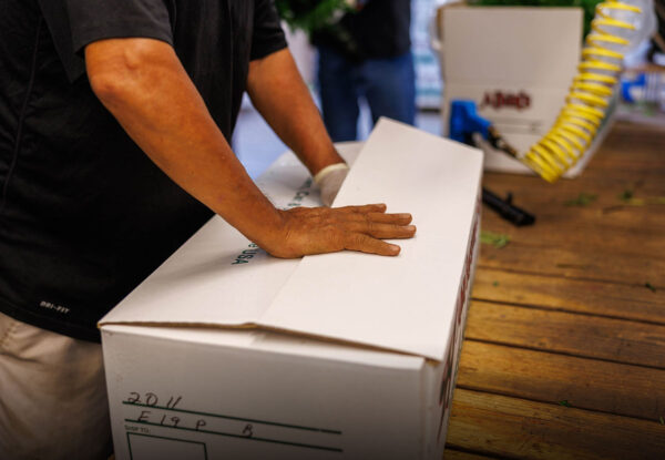 Worker packing fresh cut foliage into a shipping box — Pierson Supply plant packing and shipping materials for growers