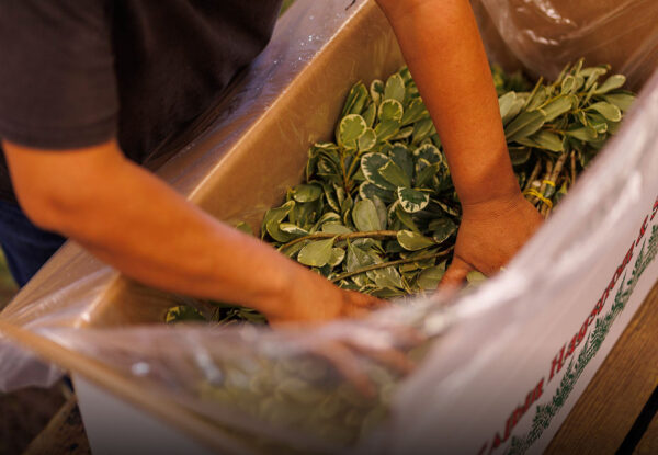 Worker packing fresh cut foliage into a lined shipping box — Pierson Supply plant packing and shipping materials for growers